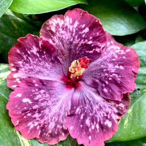 Taiwan Hibiscus Plant