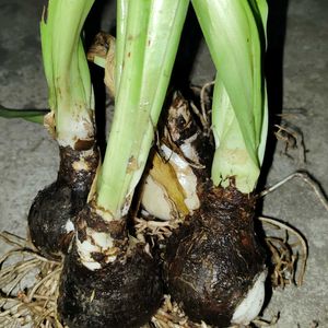 Starlily Flowering Plant Bulbs