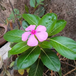 3-4 colours Type Of Nayantara Plants With Roots