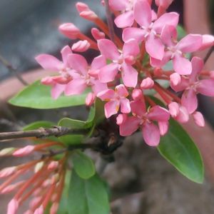 Pink Dwarf Xlora 3yrs Old Plant
