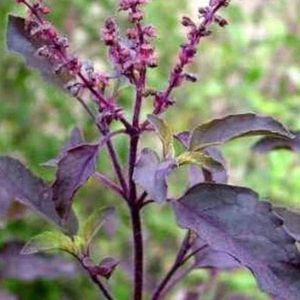 Organic Purple Leaf Basil Seeds ( Krishna/ Shyam Tulsi)