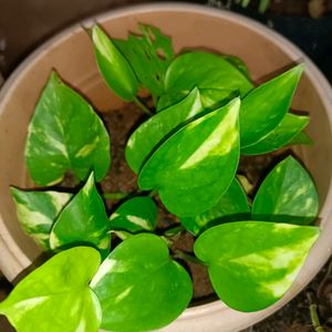 2 Different Varieties Of Money Plant