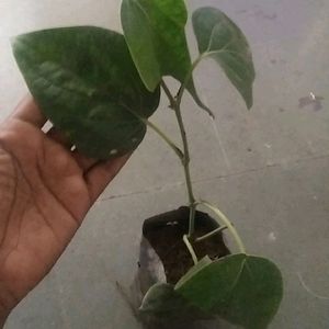 Monsoon Dhamaka Offer Combo 5 Indoor Live Plant