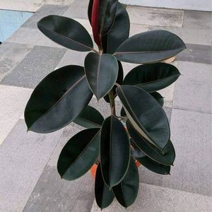 Rubber Plant (indoor & outdoor)