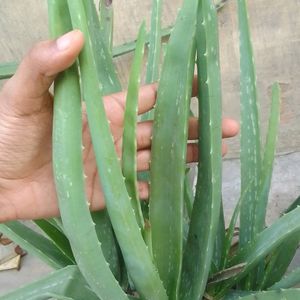 Healthy Aloevera Plant