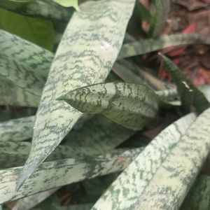 Snake Plant With Pot