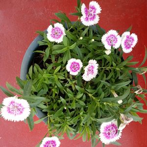 Sweet William