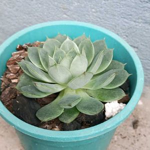 Echeveria