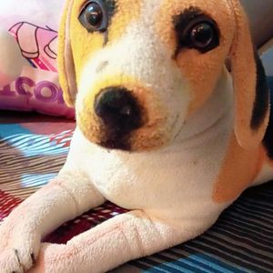 Cute Dog Soft Toy For Kids.