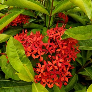 IXORA / RANGON PLANT