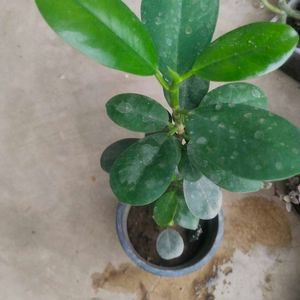 Ficus Plant Healthy With Root