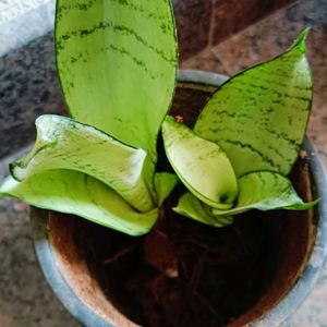 Snake Plant Moonshine