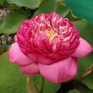 Combo Aquatic Plants Lotus Tuber .