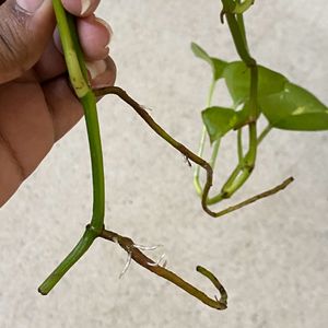 Golden Pothos - Live Plant Cutting