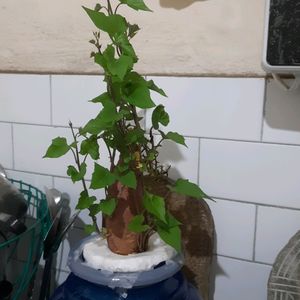 Sweet Potato Plant