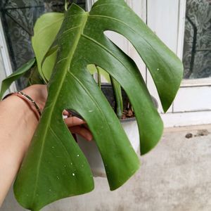 MONSTERA DELICIOSA.