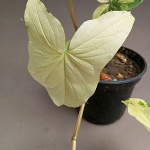 SYNGONIUM ALBO