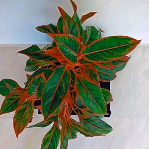 Chinese Evergreen