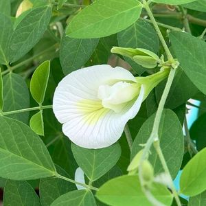 White Aprajita Plant Seeds