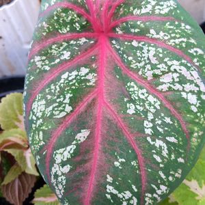 Caladium Plant