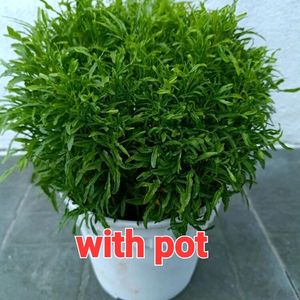 Aralia With Pot