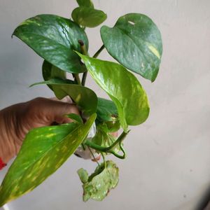 Combo Indoor Oxygen Plants