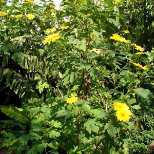 Mexican Sunflower Plant Cutting