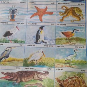 Fishes And Aquatic Animals Chart