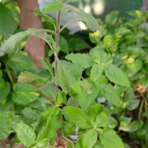 Tulsi Plant