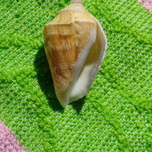 Small Sea Shell (Four)