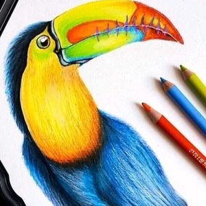 Bird Drawing