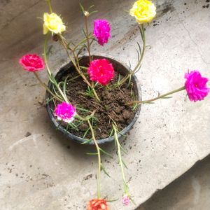 Portulaca 9 To 5 Office Time Flower Plant 6 Color