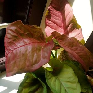 Pink Synchonium Set Of 4 Plants