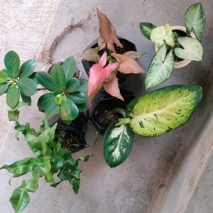 Mix Air Purifying Plants