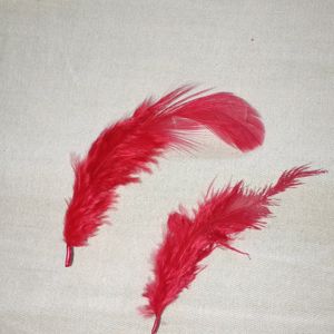 Feather