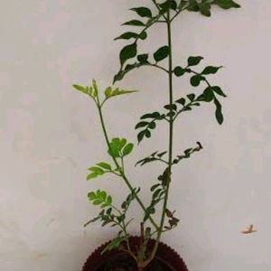 Jasmine Plant