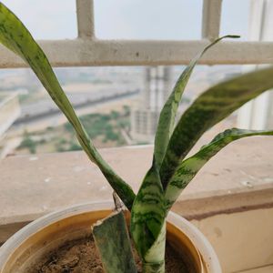 Live Snake Plant Withou