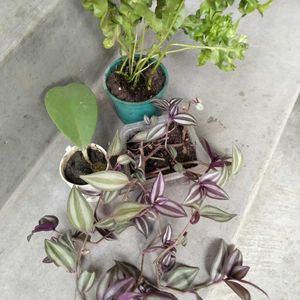 Mix Plants Posted For Buyer