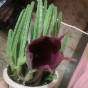 Beautiful Maroon Cup Flower Cactus