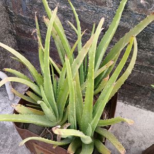 Aloe Plant