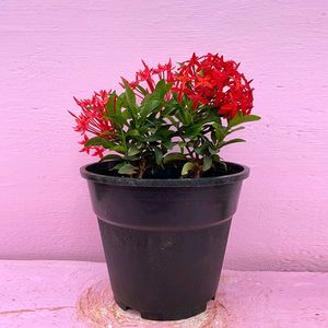 IXORA / RANGON PLANT