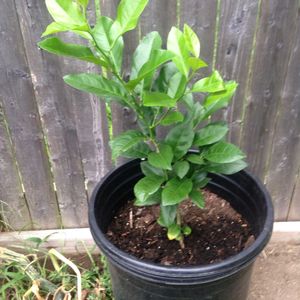 LEMON PLANT SAPLINGS