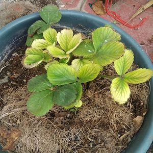 Strawberry Plant Live