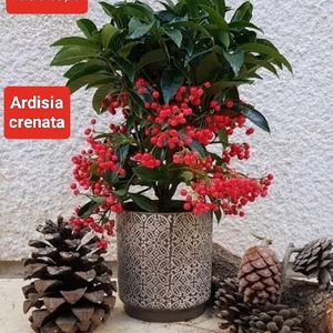 Seeds Of Adenium, Ardisia Crenata,N Tickle Plants