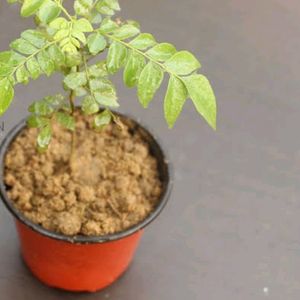 Kari Paata Mini Plant