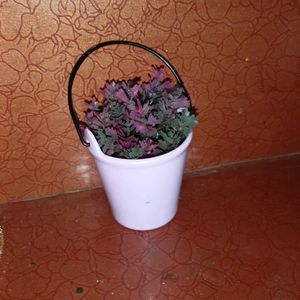 This Is Small Bucket With A Pink And Purple Colour