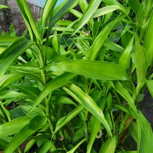 Lucky Bamboo Bush