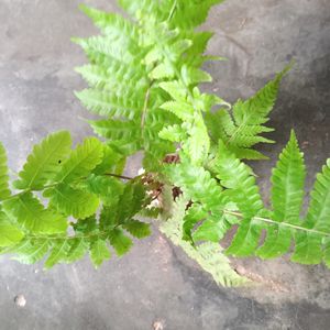 Fern, Caladium Plants