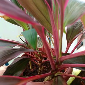 Cordyline Fruticosa Plant+ Caladium Plant Whole