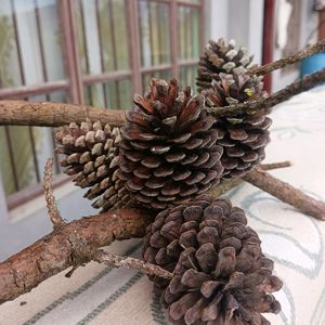 Christmas Tree Pine Cone